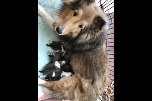 販売中のシェットランドシープドッグ(シェルティ)の親犬